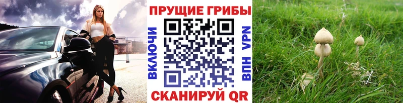 цены   это формула  Псилоцибиновые грибы Cubensis  Кандалакша 